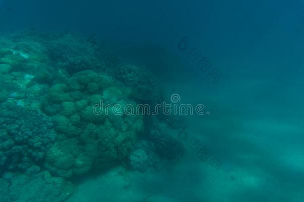 美丽的海底背景,华丽的海底部通过透明