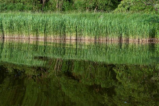 沼泽地,反映关于树采用指已提到的人池塘,一美丽的池塘我