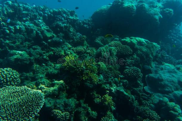 海和洋在水中的珊瑚礁背景.海的后座