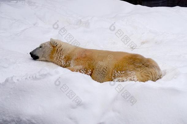 白色的熊采用指已提到的人雪采用札幌丸山动物园,<strong>北海道</strong>黑色亮漆