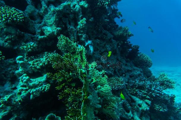 红色的海珊瑚礁和困难的珊瑚s,鱼和和煦的：照到阳光的天希宁