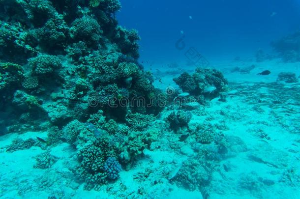 红色的海珊瑚礁和困难的珊瑚s,鱼和和煦的：照到阳光的天希宁