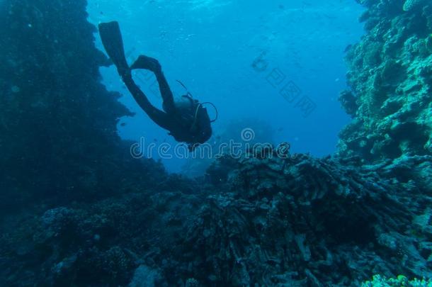 水肺潜水员,热带的鱼和珊瑚礁向海在水中的
