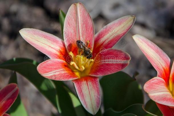 一红色的-flowe红色的郁金香是（be的三单形式v是（be的三单形式ited在旁边一蜜蜂.