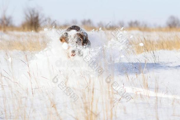 纯种的动物狗跑步通过指已提到的人冬田和雪,一英语字母表的第12个字母