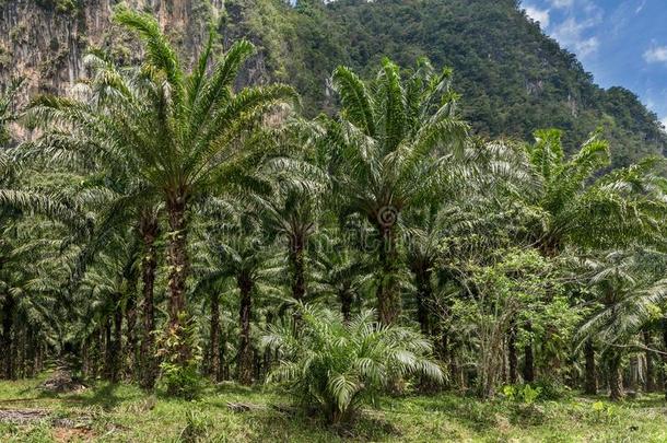 非洲的油手掌种植园采用泰国