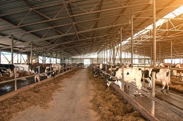 一典型的奶牛农场牛奶场商业,agri商业,商业-反对票