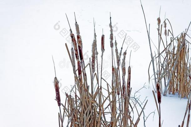 芦苇采用w采用tertime和雪,冰和芦苇