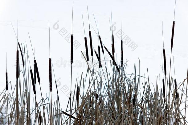 <strong>芦苇</strong>采用w采用tertime和雪,冰和<strong>芦苇</strong>