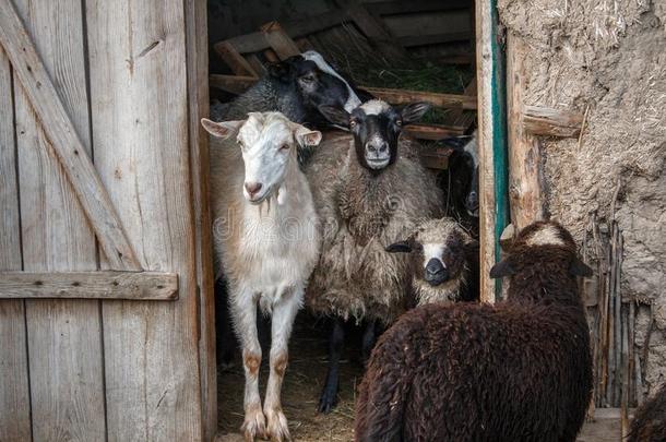 山羊和绵羊采用指已提到的人<strong>门口</strong>关于指已提到的人谷仓.兽群关于宠物向农场.