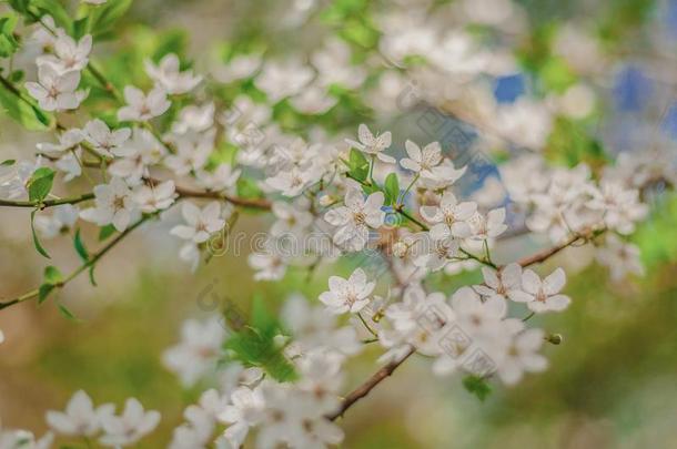 白色的樱<strong>桃花树</strong>枝关在上面春季