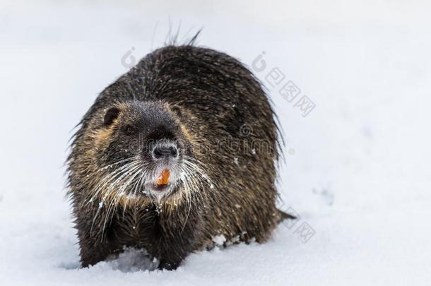 大的好奇的南美洲产的一种水栖动物海狸鼠向指已提到的人雪