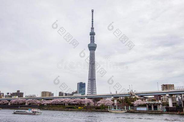 苏美达公园樱花-人名节日,塔伊托-卡门单位,东京,黑色亮漆向apprentice学徒7