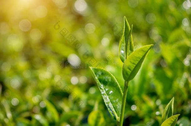绿色的茶水叶子采用指已提到的人田