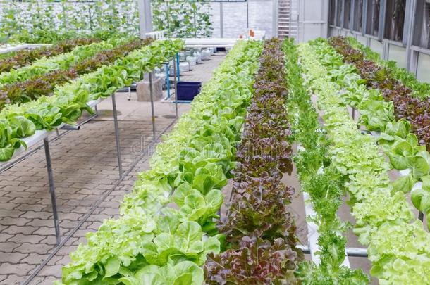 水耕法温室.有机的绿色的蔬菜沙拉采用积水