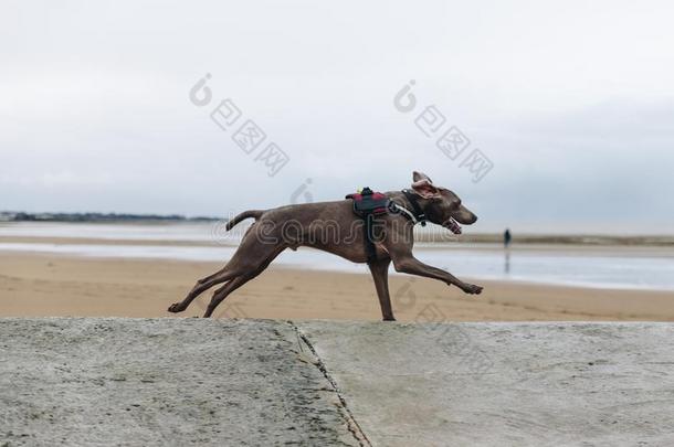 狗寻猎物<strong>犬</strong>跑步向指已提到的人海滩