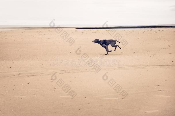 狗寻猎物犬跑步向指已提到的人海滩