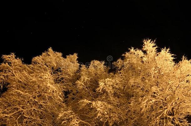 太古的白色的雪大量的树和黑暗的<strong>星夜</strong>天