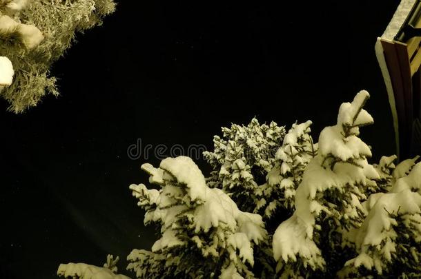 太古的白色的雪大量的树和黑暗的<strong>星夜</strong>天