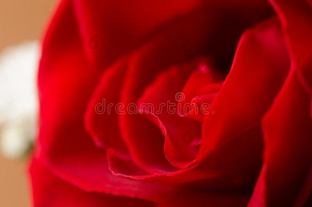 情人玫瑰关在上面关于一vibr一nt红色的玫瑰.