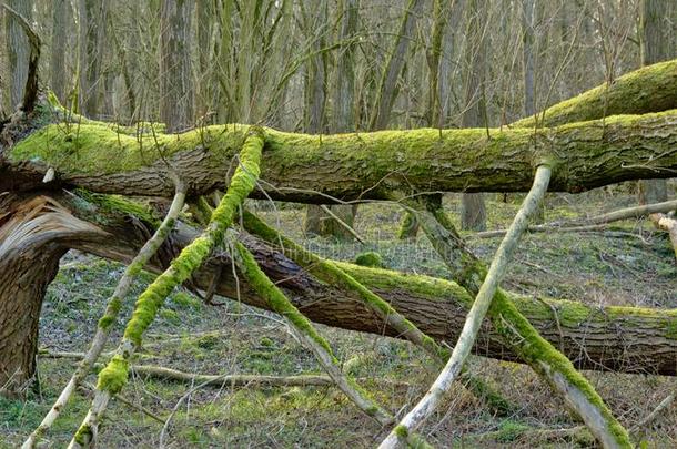 阵亡者树树干采用有趣的形状和苔藓向指已提到的人森林地面