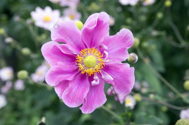 银莲花汉普西斯日本产植物,日本人银莲花,银莲花属植物风