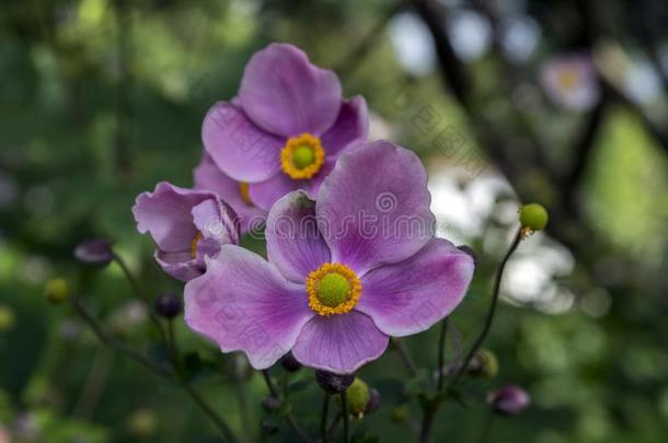 银<strong>莲花</strong>汉普西斯日本产植物,日本人银<strong>莲花</strong>,银<strong>莲花</strong>属植物风