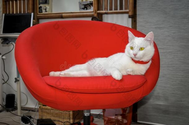 美丽的白色的猫和黄色的眼睛一次采用红色的书<strong>桌椅</strong>子