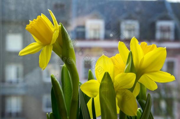 水仙假水仙采用花,黄色的黄水仙