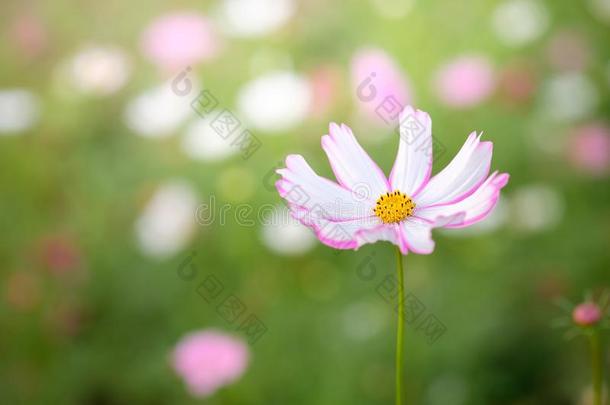 田关于盛开的粉红色的和白色的宇宙花