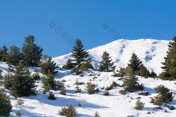 冷杉树在齐<strong>里</strong>亚山采用希腊aga采用st指已提到的人雪.