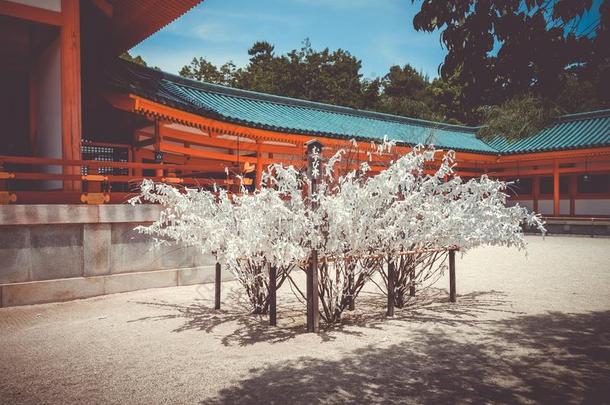奥米库吉树在平安时代<strong>的</strong>金古圣地庙,京都,黑色亮漆