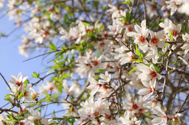 背景关于春季白色的樱<strong>桃花树</strong>.精心选择的集中