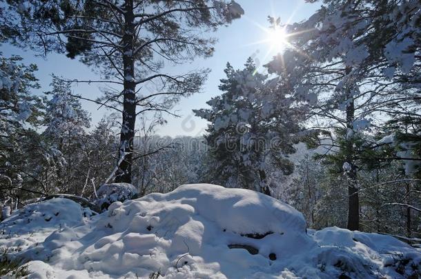 枫丹白露森林在下面雪