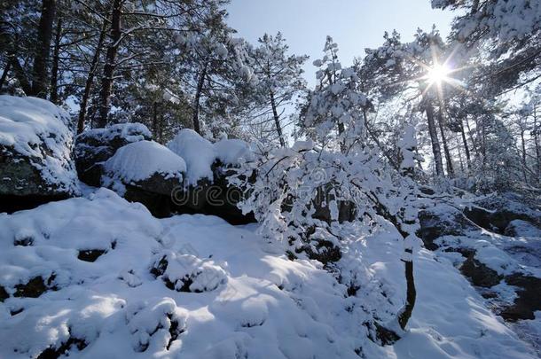 枫丹白露森林在下面雪