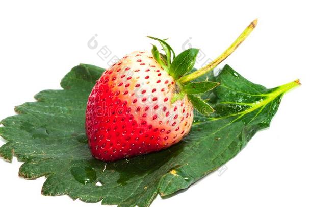 宏指令单一的红色的草莓向草莓叶子