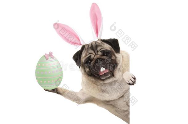幸福的复活节兔子哈巴狗狗和兔子牙和彩色粉笔绿色的emergencyalertsystem紧急警报系统