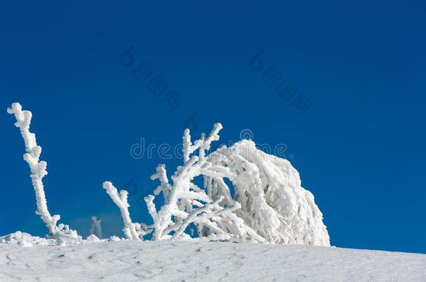 结晶霜状白糖树向蓝色天背景