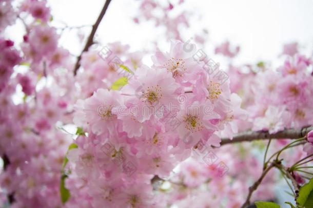 美丽的粉红色的樱桃花在苏美达公园,塔伊托-卡门单位,东京,日本的椰子牛轧