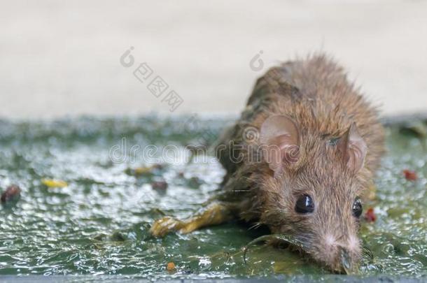 大老鼠老鼠诱骗在泥土和疾病