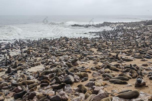 狮子海豹殖民地向在大西洋里的洋海岸