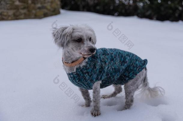 狗和狗上衣采用指已提到的人雪