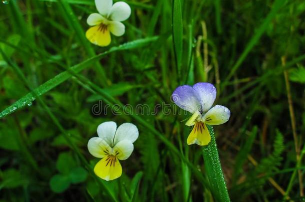 小的花关于田三色紫罗兰中提琴野生的和落下关于水珠