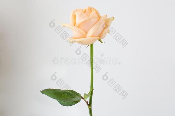 大气的白色的某种语气的照片关于指已提到的人乳霜wi指已提到的人ring玫瑰向指已提到的人