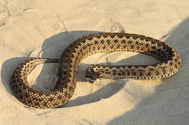 摩尔达维亚的草地蝰蛇向沙