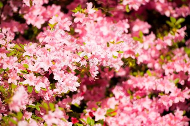 粉红色的花杜鹃花杜鹃花组明亮的鲜红色花s背