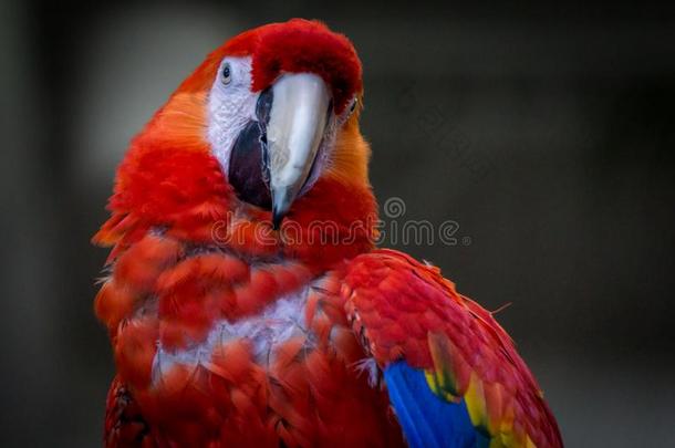 红色的和<strong>蓝色金刚鹦鹉</strong>波特里亚特使摆姿势为指已提到的人照相机