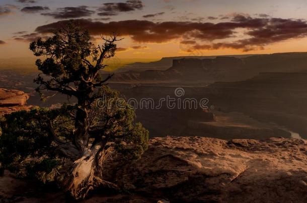 <strong>孤单</strong>的树越过指已提到的人沙漠峡谷在日落