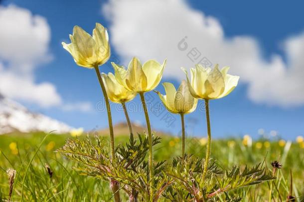 水仙花风车银莲花水仙花