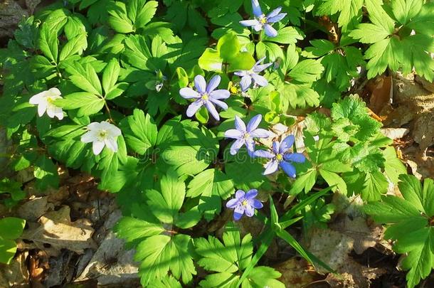 春季花,白色的银莲花和蓝色地钱,地钱属的植物诺比尔